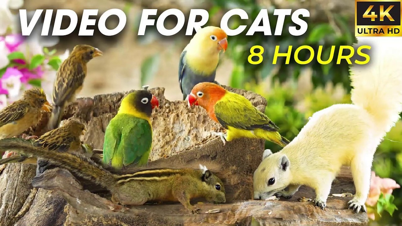 Non-Stop Fun for Your Kitty - The Best Video fo...