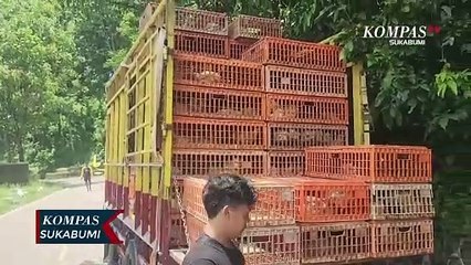 Longsor di Sukabumi Mengisolasi Puluhan Kendaraan dan Mengancam Ratusan Ayam Siap Jual