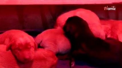 Naissance d’un bébé Labrador : l’éleveur n’en revient pas en voyant son pelage