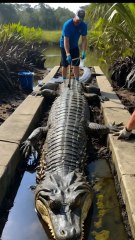 🐊✨ "Rescue Team Scrubs a GIANT Alligator Covered in Barnacles! 😲🔥"