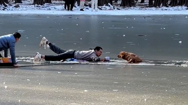 Hund nach Sturz durch dünnes Eis aus zugefrorenem Teich gerettet