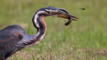 'A Tough Meal' - Tenacious heron pushed to its limit by a stubborn eel heck-bent on surviving