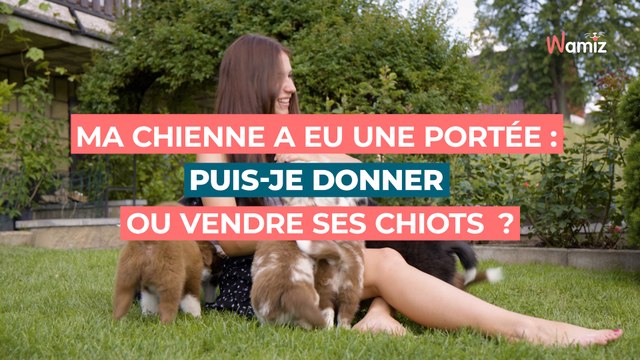 Ma chienne a eu une portée : puis-je donner ou vendre ses chiots ?