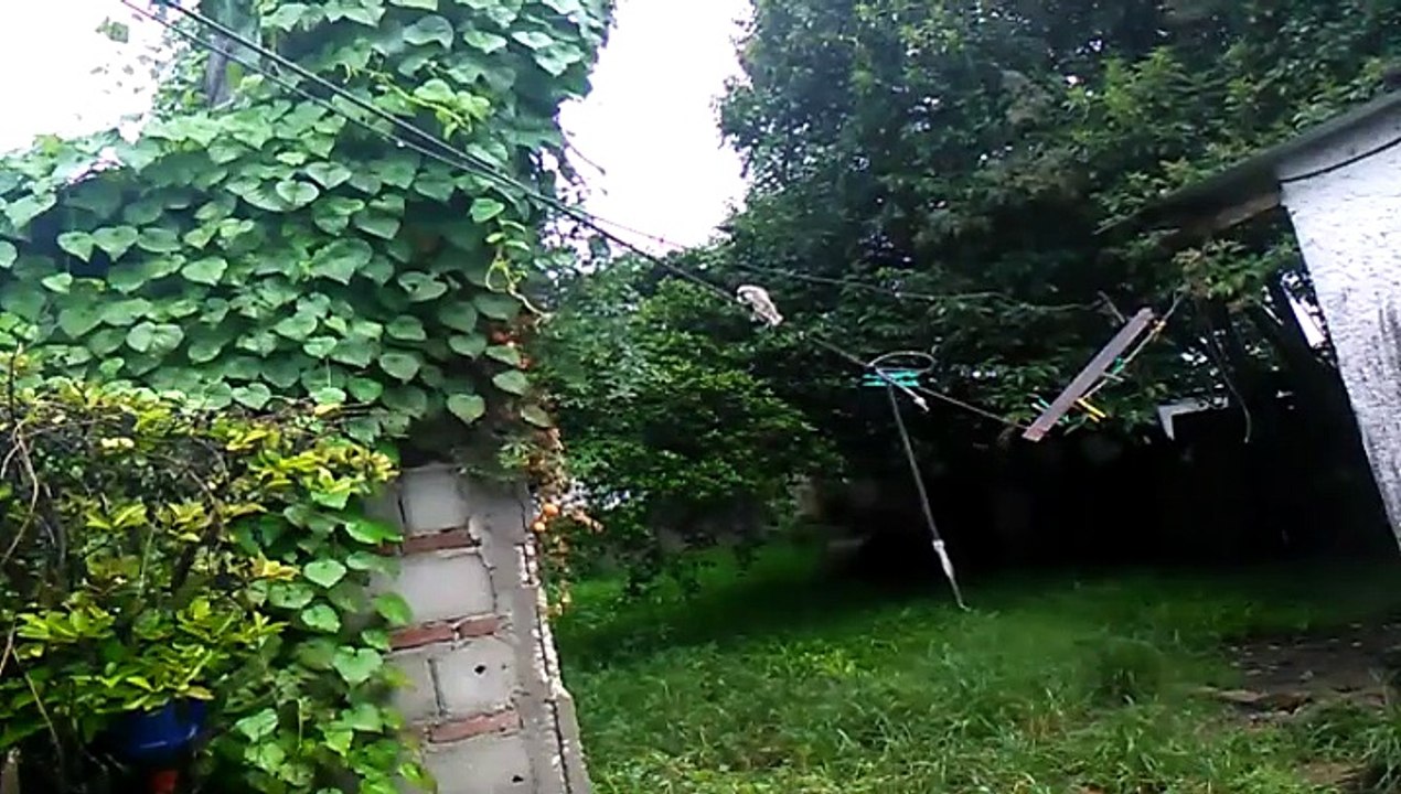 Lluvia Serenata: Calma y Relajación - Tacuarembó (01/03/2025)