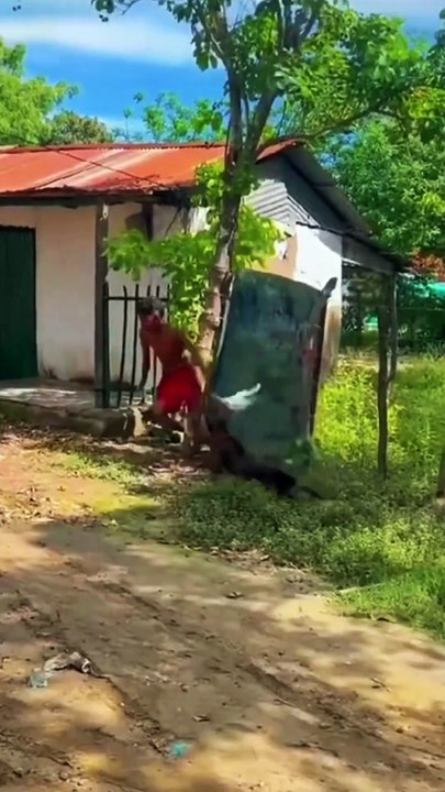 Funny dog video