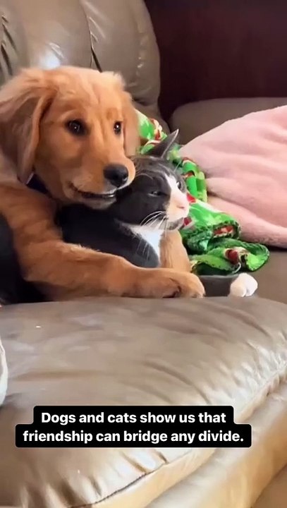 🐾 Welcome back to another exciting episode of FelineAndCanine! 🐶🐱 Join u