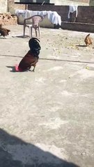 Heavy Cock looking nice