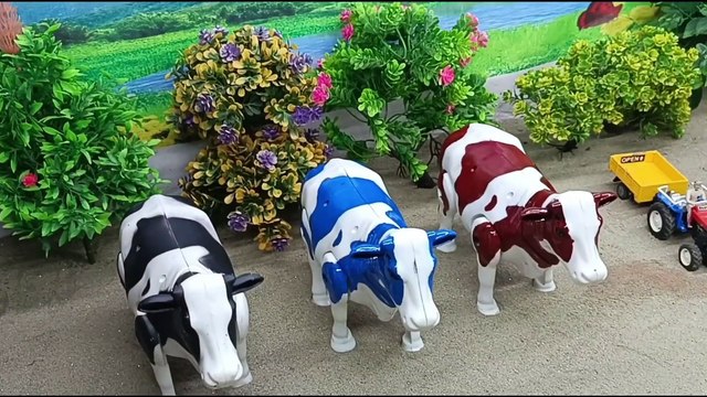 Mantul...!!! Wadidau...!!! Proses Potong Sapi Kurban | Truk Oleng Cow Videos