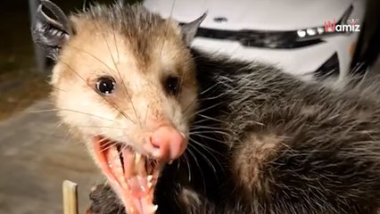 Woman finds intruder trying to open her gate: Her reaction horrifies millions