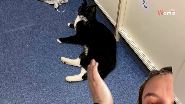 Ce chat est connu dans toute la ville pour ses « méfaits » : personne ne comprend son secret (vidéo)