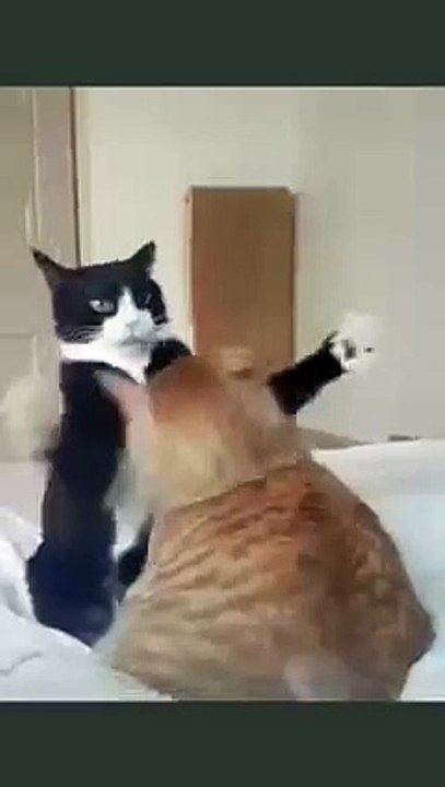 video này không có âm thanh 😅