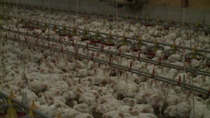 [녹색] 환절기 축종별 축사환경 관리 세심한 주의 당부 / YTN