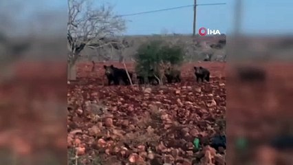 Fıstık tarlasında domuz sürüsü görüntülendi