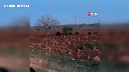 Şanlıurfa'da fıstık tarlasında şaşırtan görüntü