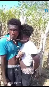 Hombre atrapa ladrones de yuca en Dajabón y lo amarra y lo pone comer yuca cruda.