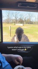 Ostrich Takes Food Bowl Away From Boy While He Is Feeding It by Hand