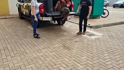 GDE trabalha rápido e detém homem que tentava cometer novo furto