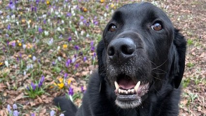 Ex-guide dog can’t stop guiding owner with normal eyesight