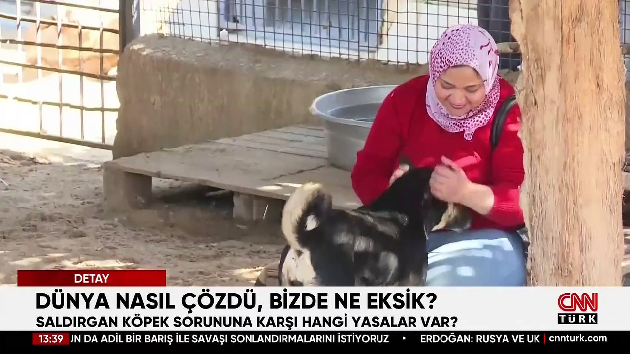 Dünya nasıl çözdü, bizde ne eksik? Saldırgan köpek sorununa karşı hangi yasalar var?