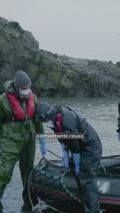 Así es un día en busca de la gripe aviar letal en la fauna de la Antártida
