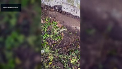 Landscaper discovers wartime boss in backgarden in Kirby Road, Dartford