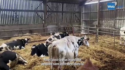 Une prépa-vêlage pour éviter les troubles métaboliques