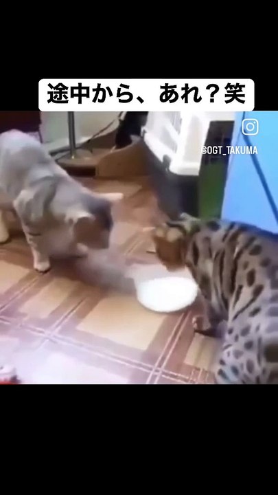 What is this cat?!