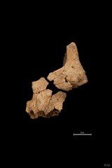 Pink, el hallazgo de Atapuerca que reescribe nuestra historia