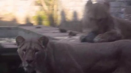 Les deux lionnes ukrainiennes dans leur espace de Pairi Daiza