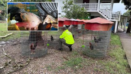 En Villavicencio incautaron 300 gallos de pelea en una finca de alias Toño, socio del Tren de Aragua