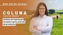 Bem-estar animal: análise da legislação brasileira para animais de produção