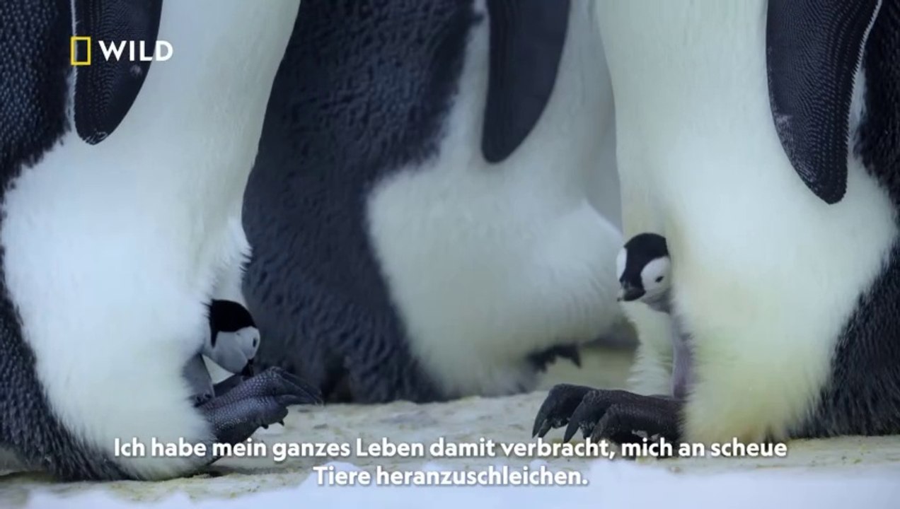 Die geheimnisvolle Welt der Pinguine Trailer OmdU