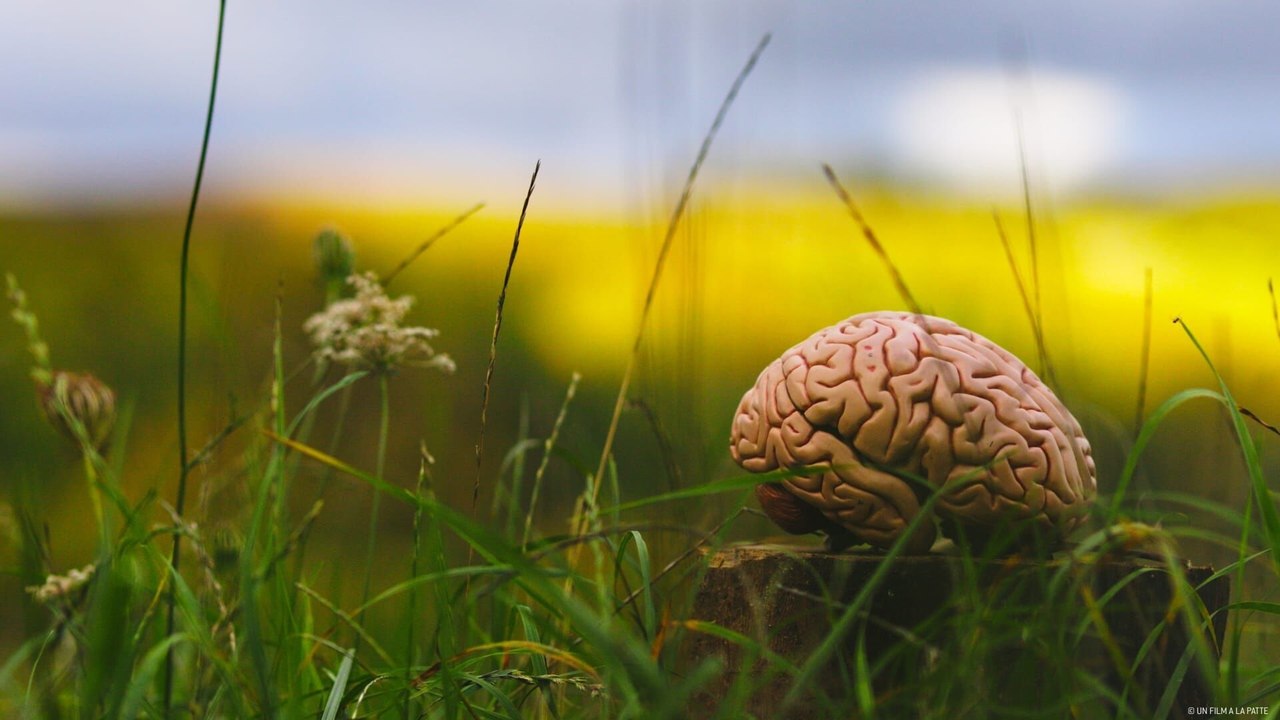 Climat : mon cerveau fait l'autruche