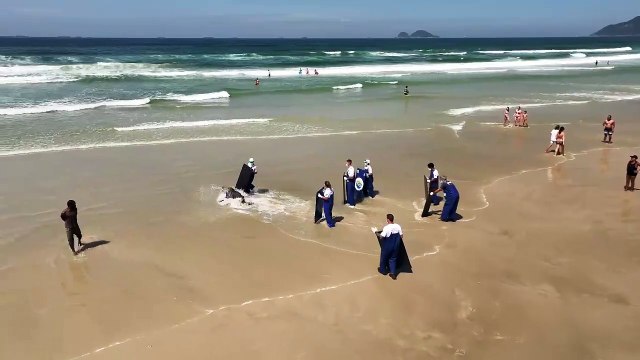 Gostou da nossa praia! Lobo-marinho, que já havia sido resgatado na região, volta a aparecer em Guarujá