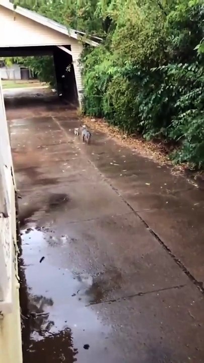 Dog rescues a tiny stray kitten by bringing it home