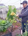 Look at this guy growing a garden on the roof of his building!.hd