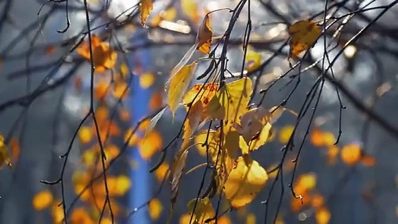 videoplayback