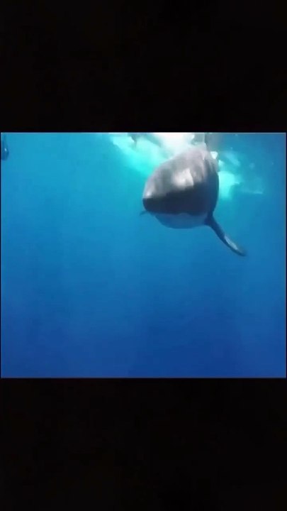 Shark Attack 😱😱