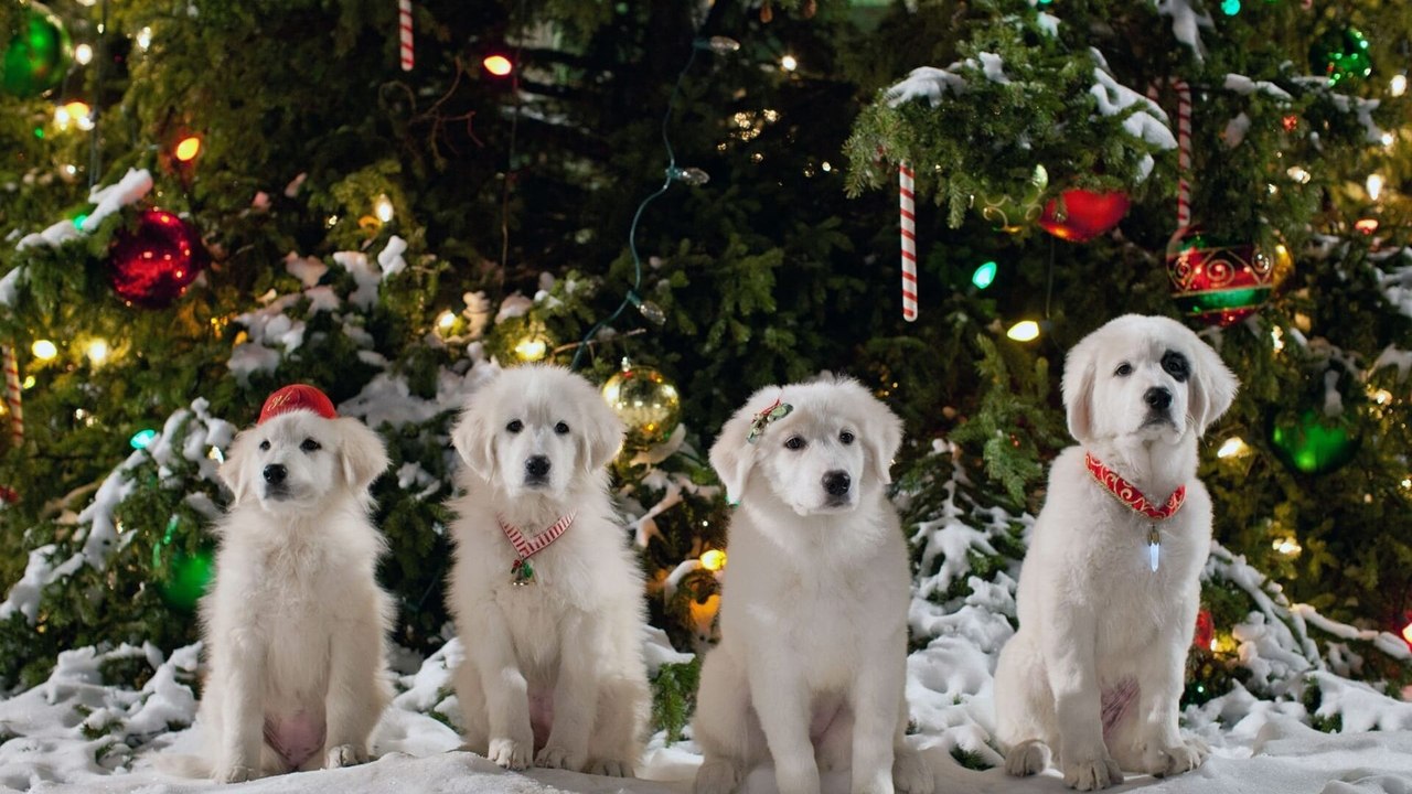 Les chiots Noël, la relève est arrivée