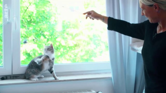 🍀LE MONDE SECRET DES CHATS (2021) COMPLET🍀ABONNES-TOI & METS UN COM' STP MERCI🍀