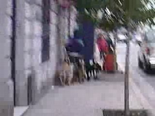 Buenos Aires promenade chiens