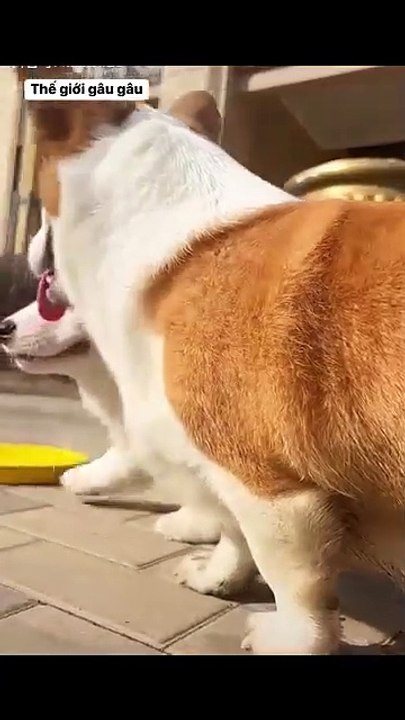 Pet Paradise TV