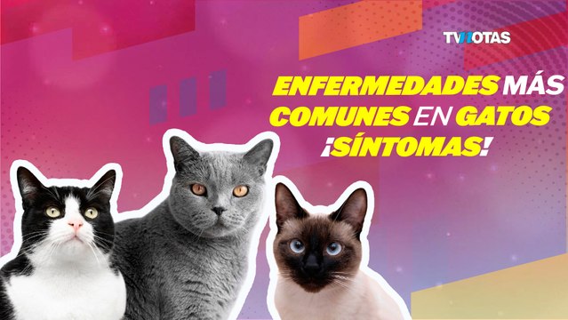 Enfermedades más comunes en gatos. ¡Síntomas!