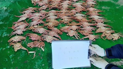 국산 대게, 일본산으로 둔갑해 유통...업체 덜미 / YTN