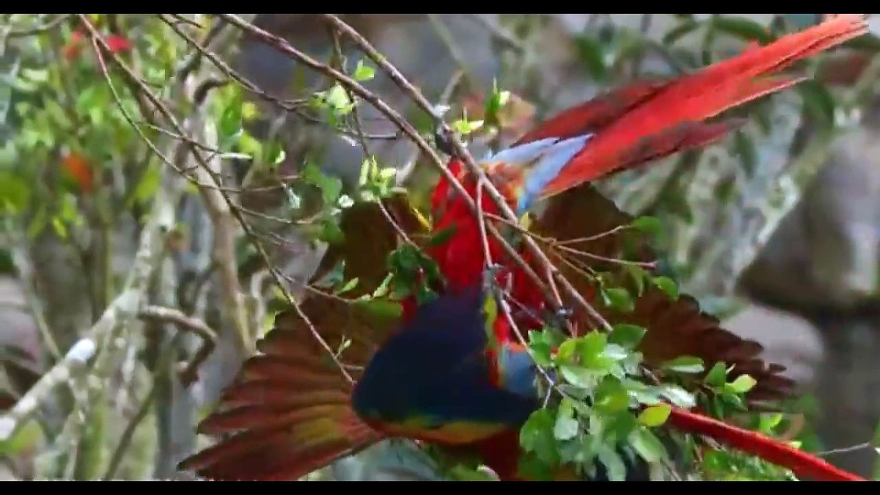 RAINFOREST BIRDS