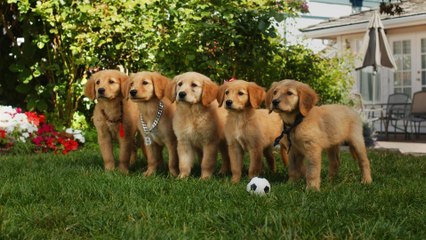 5 toutous prêts à tout