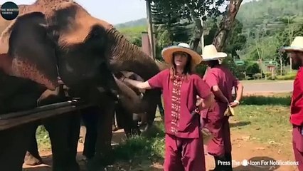 FUNNIEST ANIMAL MOMENTS CAUGHT ON CAM