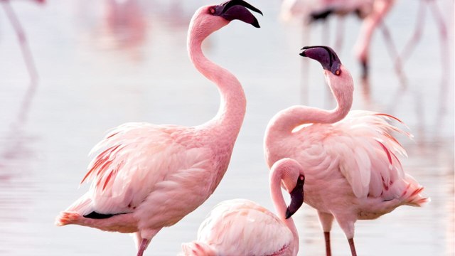 Les ailes pourpres : le mystère des flamants