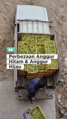 Perbezaan Anggur Hitam & Anggur Hijau