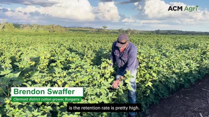 ‘Dream run’ for central Queensland dryland cotton